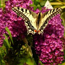 Attract More Butterflies to Your Yard