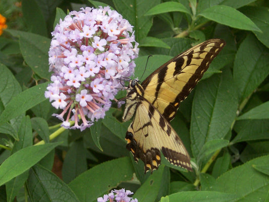 8 Flowers That Attract Monarch Butterflies