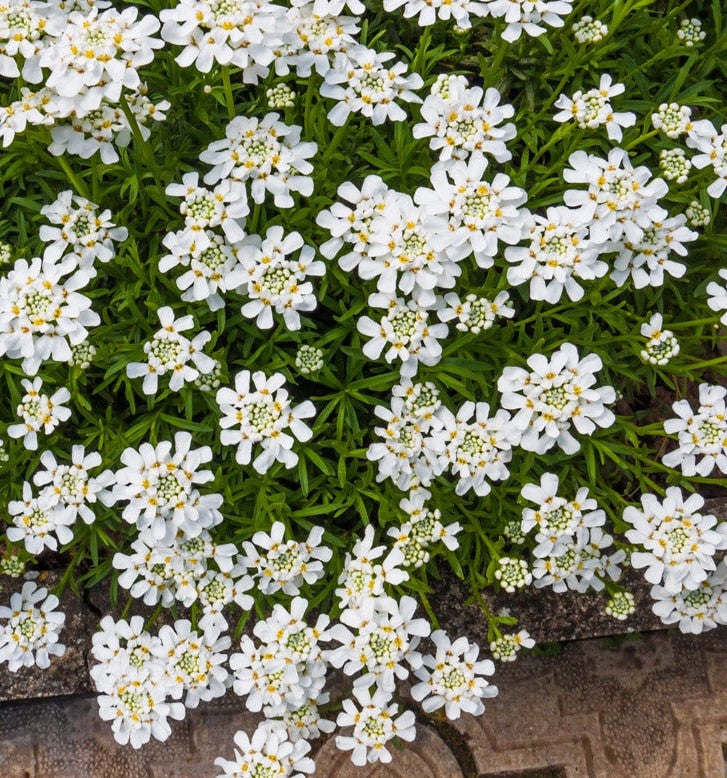 Candytuft Iberis Sempervirens