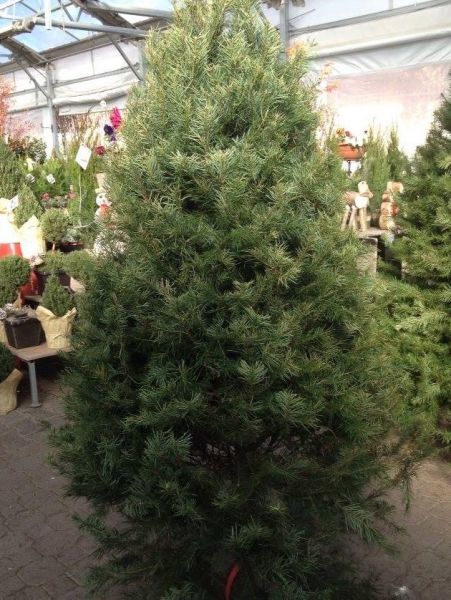 Living Christmas tree arrivals