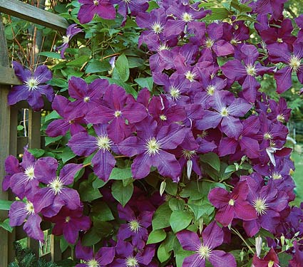 Aug 30 - How to use Climbers & Clematis in Garden Design