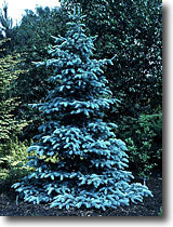 Colorado Blue Spruce