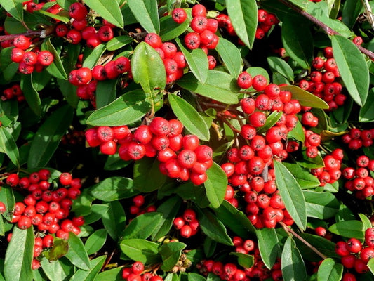 Coral Beauty Cotoneaster