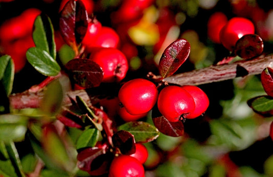 Cotoneaster shrub Close up of Berries