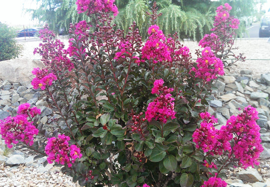 Crape Myrtle