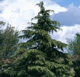 Deodar Cedar