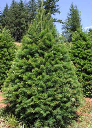 Douglas Fir