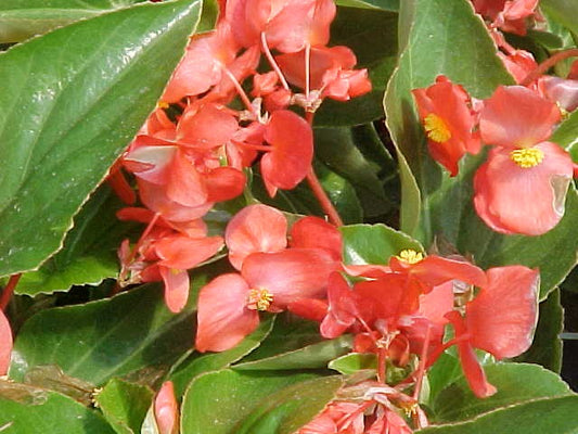 dragon wing begonia