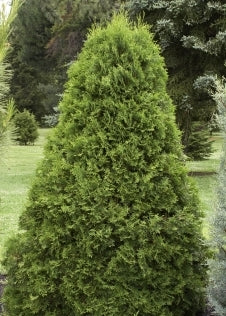 Emerald Green Arborvitae