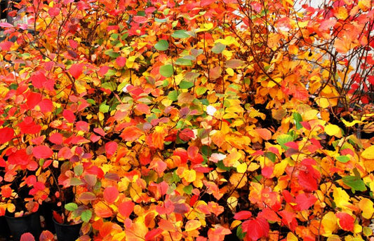 10 Things to do with Fallen Autumn Leaves