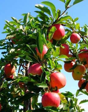 February 8 -  Fruit Trees from Planting to Pruning (Free) includes a coupon