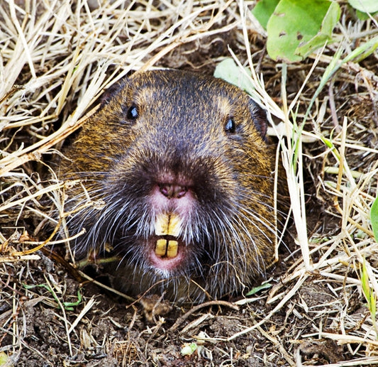 March 1 -  Controlling Gophers, Bugs and Disease in the Gardens (Free)