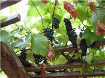 July 6 - Juicier Fruits, Grapes & Berries (Free)