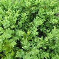 Green Mountain Boxwood