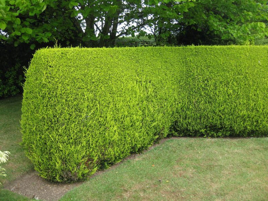 Create a Head High Hedge