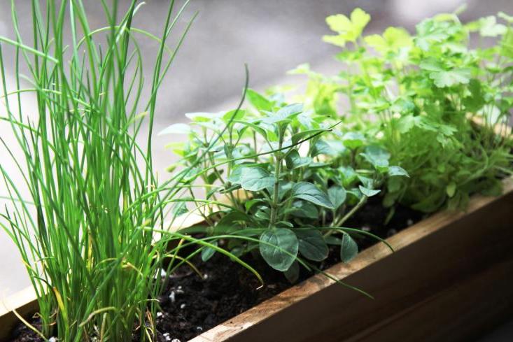 Garden Class - Salad Gardening with Herbs & Edible Flowers