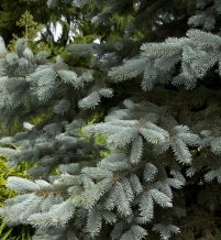 Hoops Spruce for the Holidays