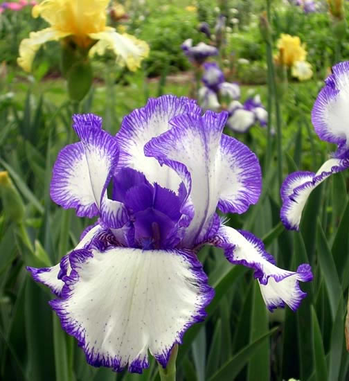 Divide and Re-Bloom Bearded Irises