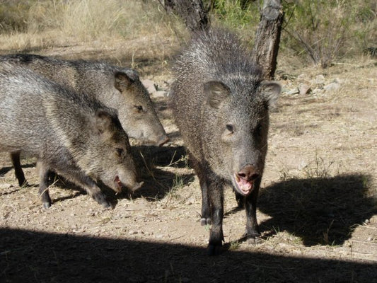 Sept 6 - Wildlife & Bug Prevention - What's Eatin' Your Garden?