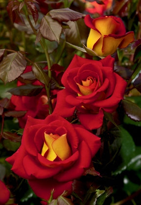 Rose Pruning in 5 Easy Steps