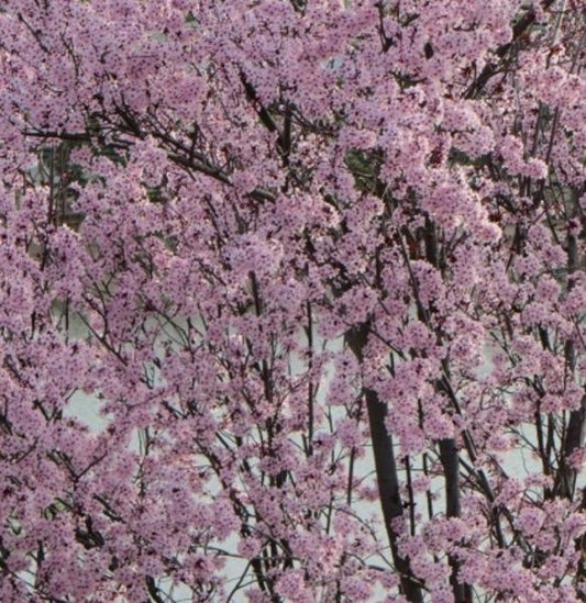 Krauter Vesuvius Plum