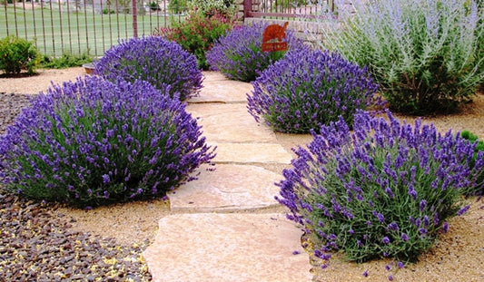 Blooming Lavendar Plants in the landscape