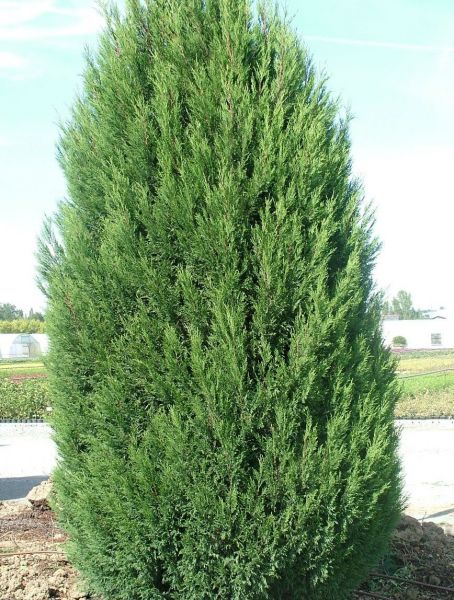 Leyland Cypress - Christmas Tree