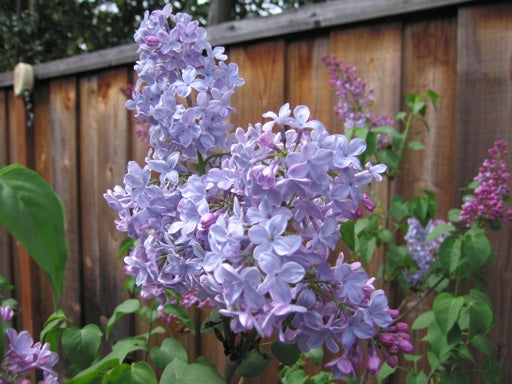 Plant Tip - Bloomerang Lilac