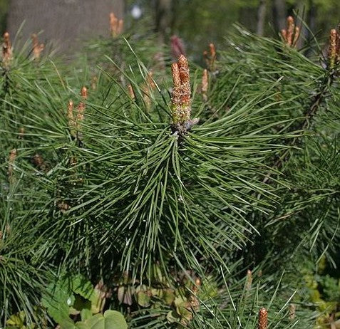 Mugho Pine