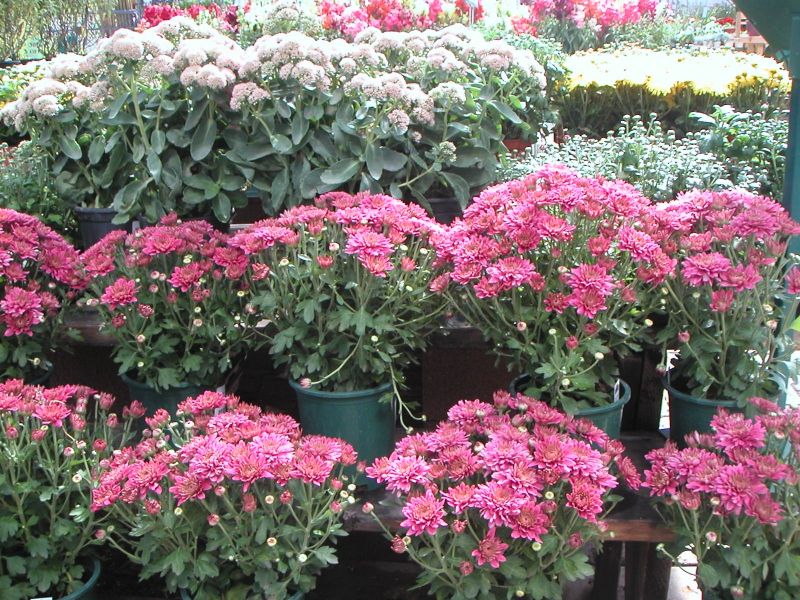 Fall Garden Mums. Hardy or No?