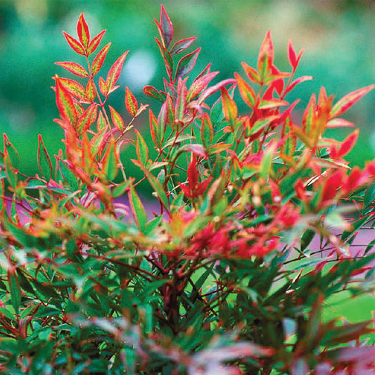 Nandina