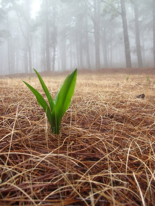 plant sprouting up through a cover on pine needles