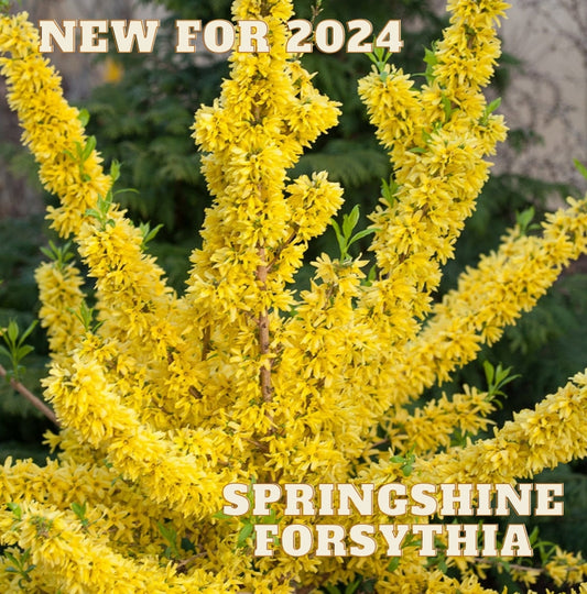 New Forsythia Discovered for 2024 Gardens