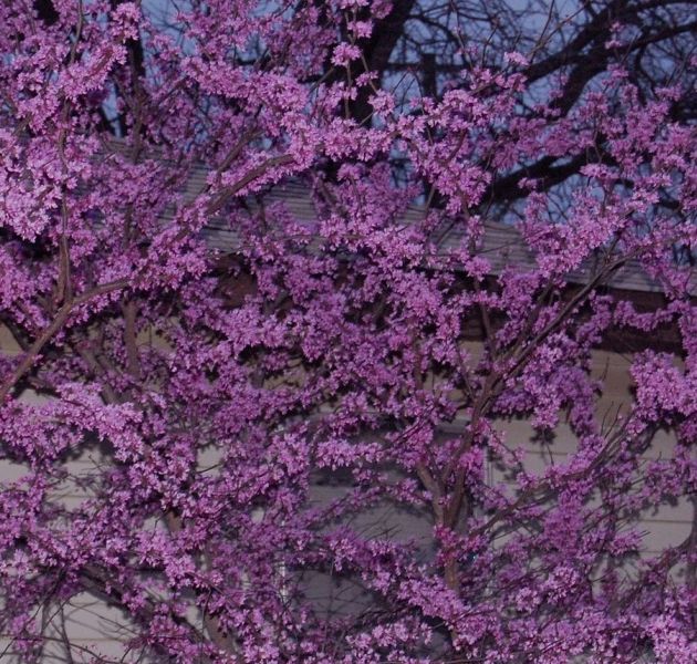 Oklahoma Redbud