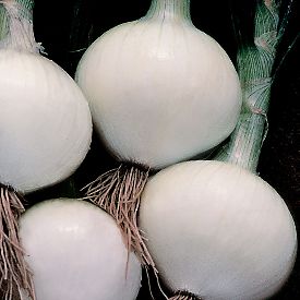 Onions – the Tasty Bulb