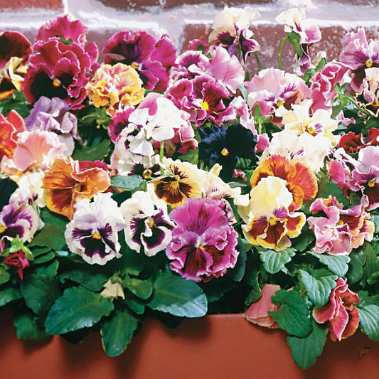 Pansies are for Lovers & Spring Gardeners