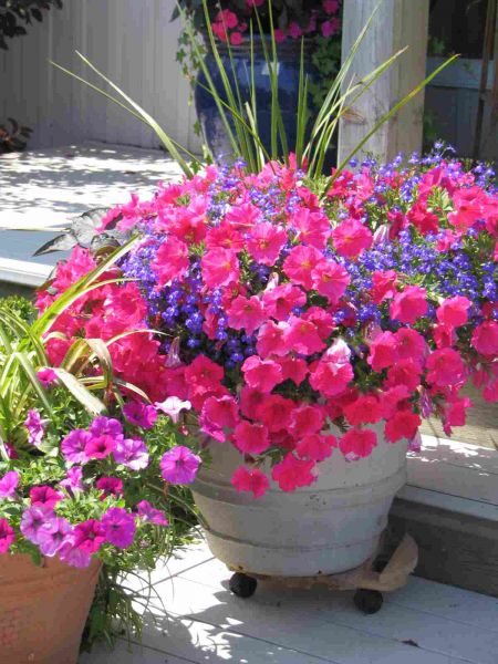 Petunias