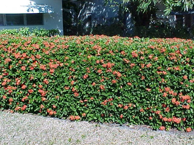 August 2 - Secret Gardens with Hedges & Privacy Screens