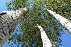 Quaking Aspen