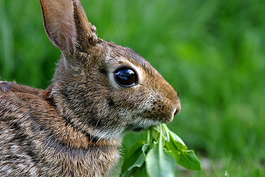 March 7 - Controlling Gophers, Bugs & Disease in  the Gardens