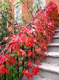 Virginia Creeper in Autumn Color