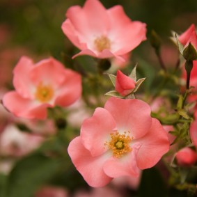 Aug 9 - Ground cover & plants to use Instead of Mowing