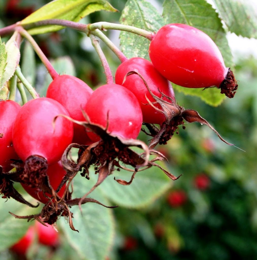 Surprising:  Edible Perennials