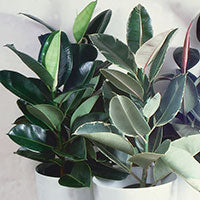 House plants for Bright room