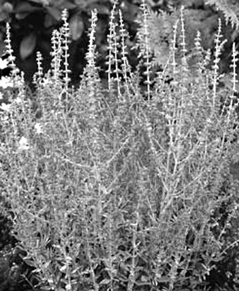 Pruning a Russian Sage to Promote the Best Spring Growth