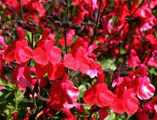 late blooming autumn sage