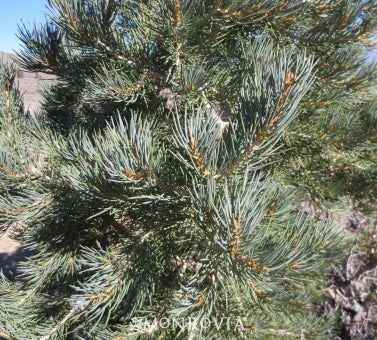 Pinyon Pine as living Christmas Tree