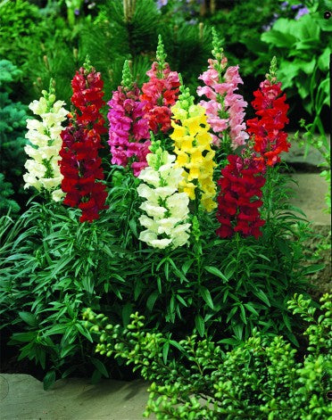 Snapdragon Blooms