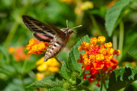 sphinx moth over lantana