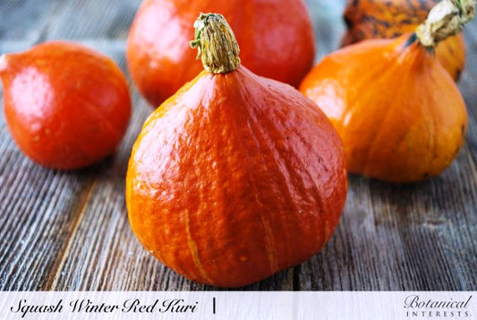 Squash Winter Red Kuri